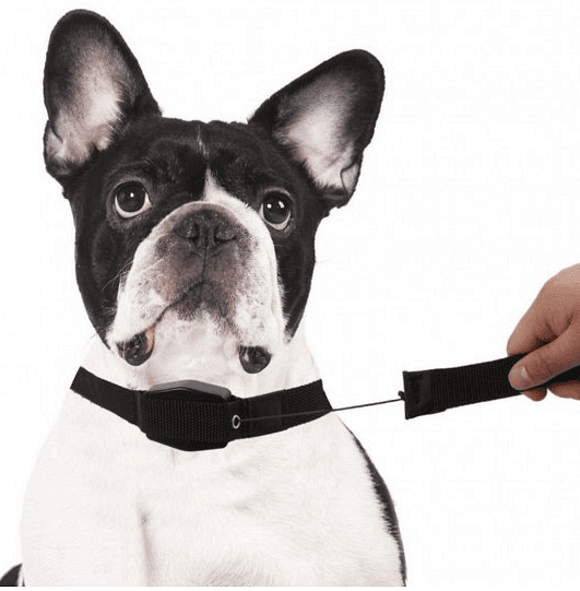 Нашийник за куче с вграден повод, Lucky Leash, 105 см. дълъг и има магнит